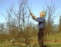 Pruning and Training Fruit and Nut Trees (DVD) (Κλάδεμα οπωροφόρων δέντρων - DVD στα αγγλικά)